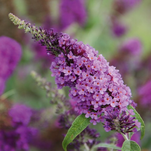 Buddleja cultivars 'Summer Bird® Violet' - Budleia 'Summer Bird® Violet'